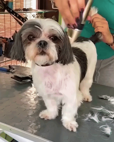 kit_cortadora_gif_animado